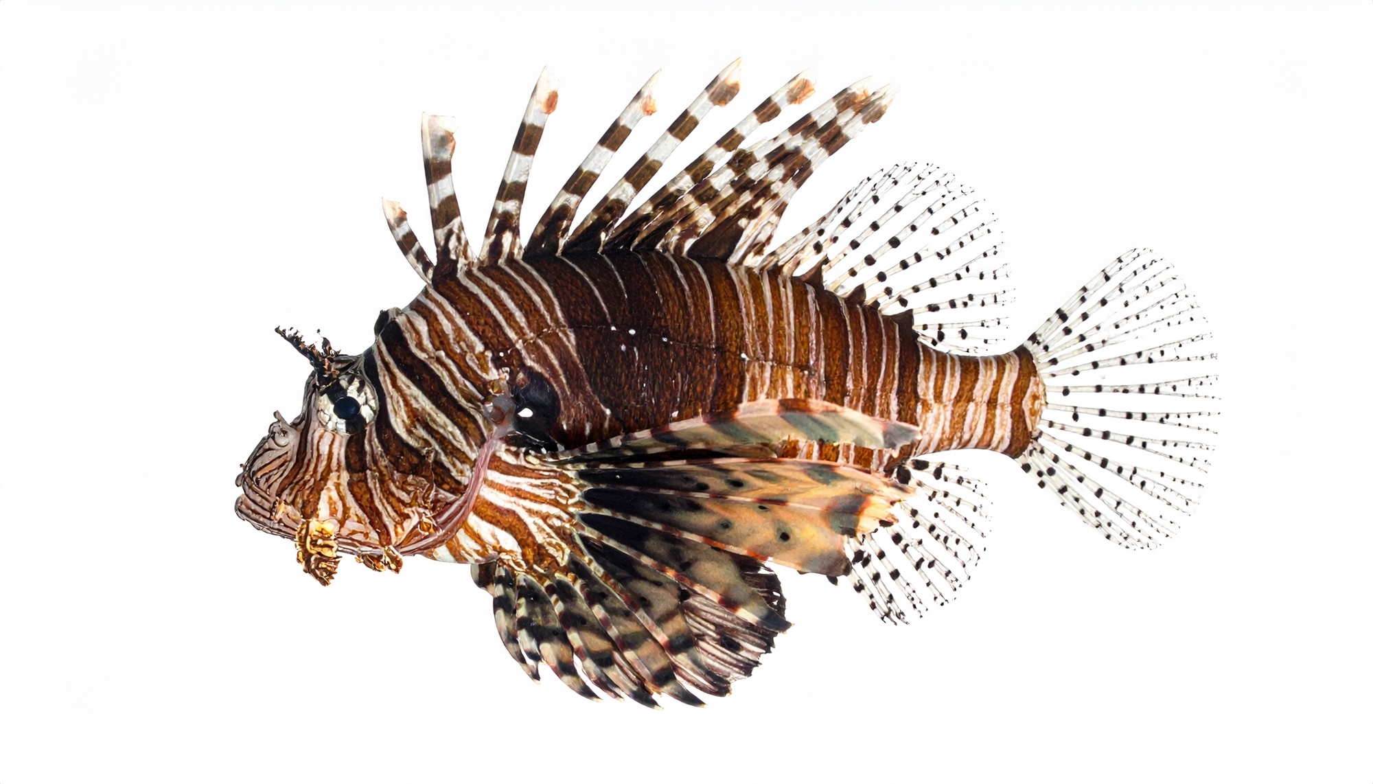 Τα διλήμματα της ψαροταβέρνας-7