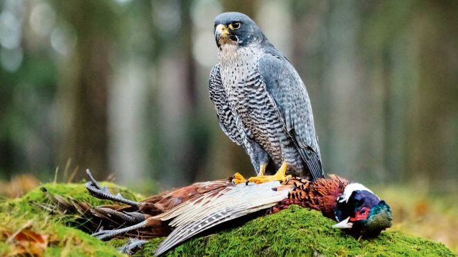 με-το-βλέμμα-στη-βία-563789368