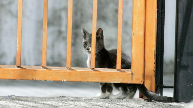 bbc-διεθνές-δίκτυο-κακοποιεί-και-σκοτών-563749327
