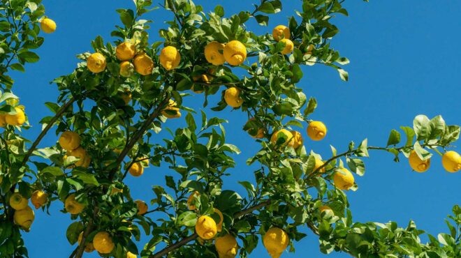 αρθρο-του-σωτήρη-δημητρίου-στην-κ-κα-563755924