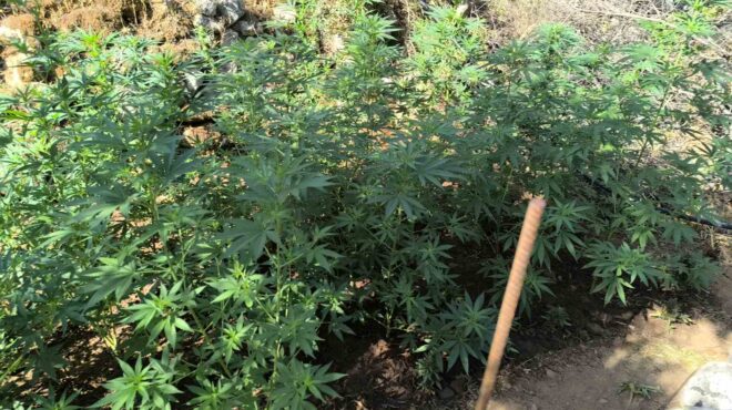 λακωνία-εντοπίστηκε-φυτεία-2-257-δενδρυλ-563789134