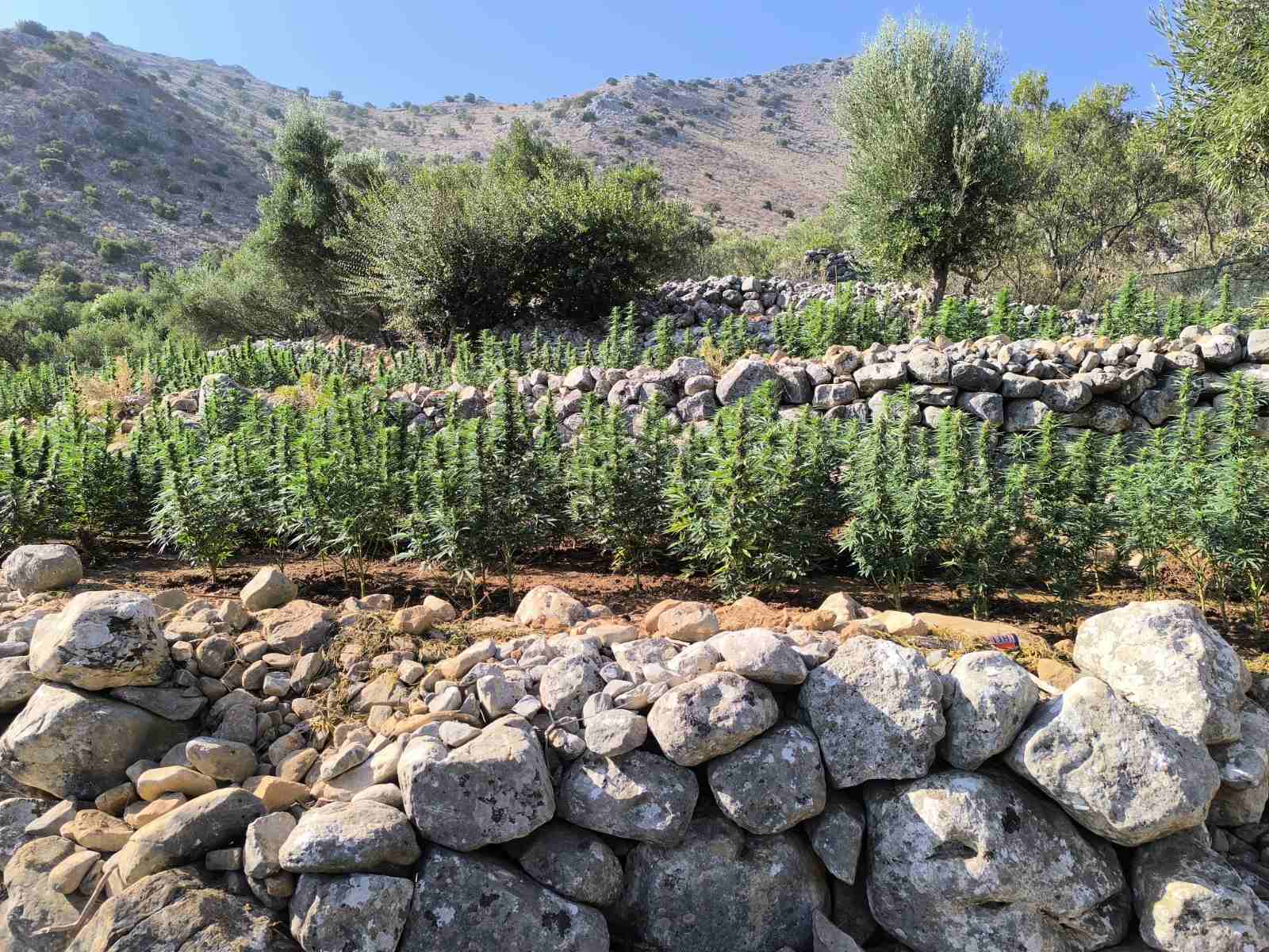 Λακωνία: Εντοπίστηκε φυτεία 2.257 δενδρυλλίων κάνναβης-2
