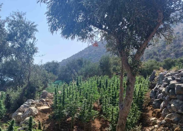 Λακωνία: Εντοπίστηκε φυτεία 2.257 δενδρυλλίων κάνναβης-1
