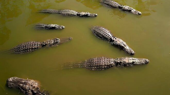 ισραηλινές-αρχές-σφαγίασαν-πάνω-από-200-563751088