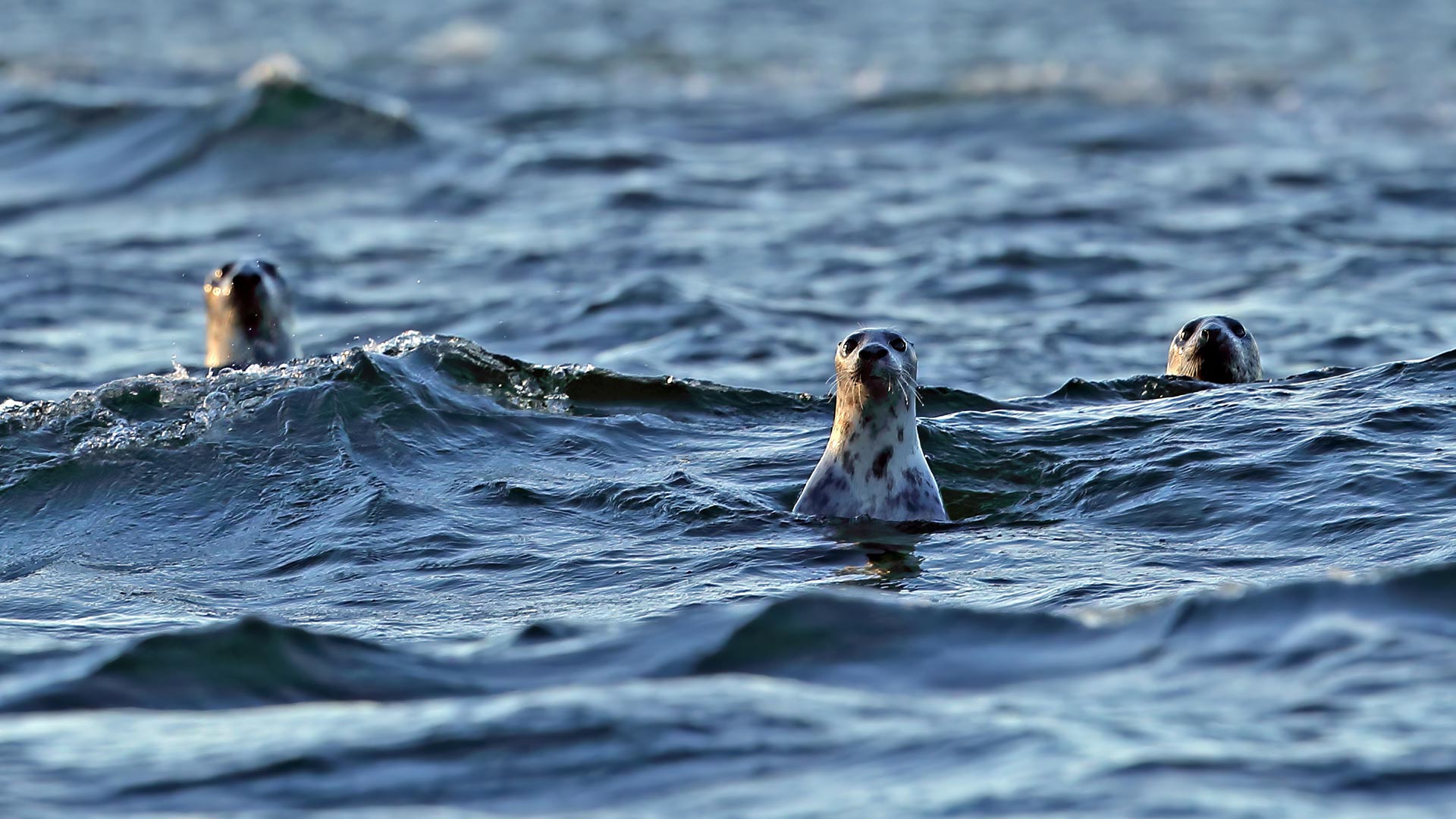 Saaremaa: Το μυστικό νησί της Εσθονίας που μοιάζει με παραμύθι-4