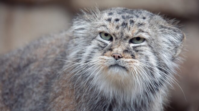 μανούλ-η-μουτρωμένη-αγριόγατα-της-α-563780551