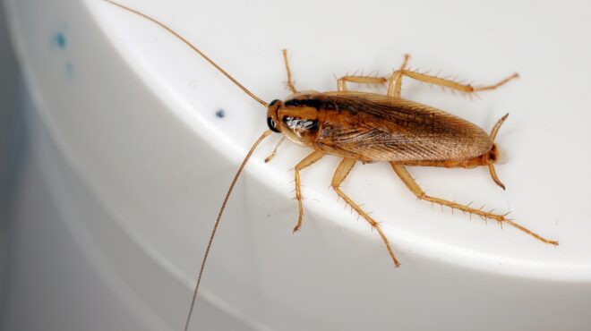 ο-φόβος-της-κατσαρίδας-μήπως-τελικά-τι-563755477