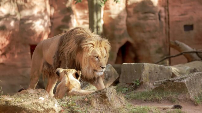 δανία-ζωολογικός-κήπος-ζητά-μικρά-κατ-563749645