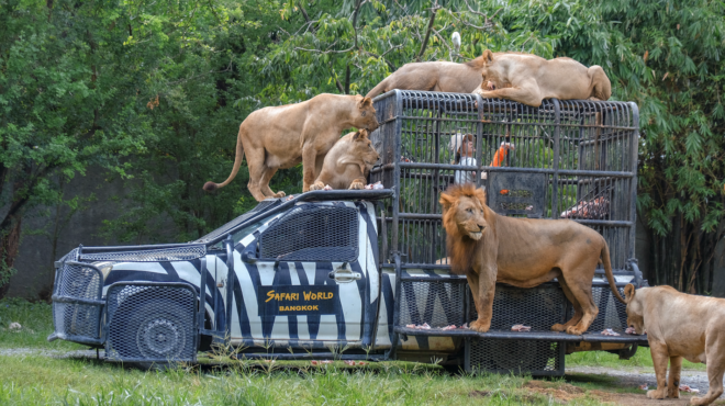 ταϊλάνδη-λιοντάρια-κατασπάραξαν-φύλ-563806294