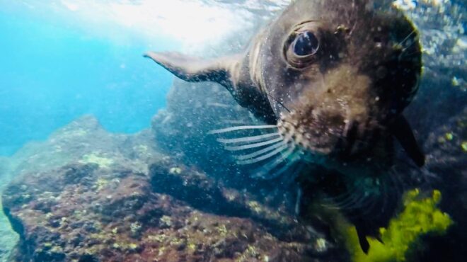 κάρπαθος-γεννήθηκε-η-πρώτη-φώκια-της-χ-563816251