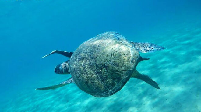 αντιμέτωποι-με-τα-σαγόνια-των-χελωνών-563834935