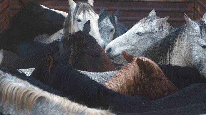 φεστιβάλ-δράμας-μεγάλο-βραβείο-στη-συ-563814808