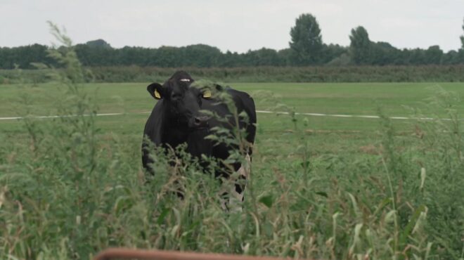 στην-ολλανδία-για-όλα-φταίει-το-άζωτο-563841139