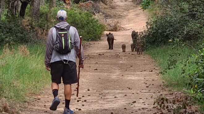 αγριογούρουνα-στην-εκάλη-αλεπούδες-σ-563835298