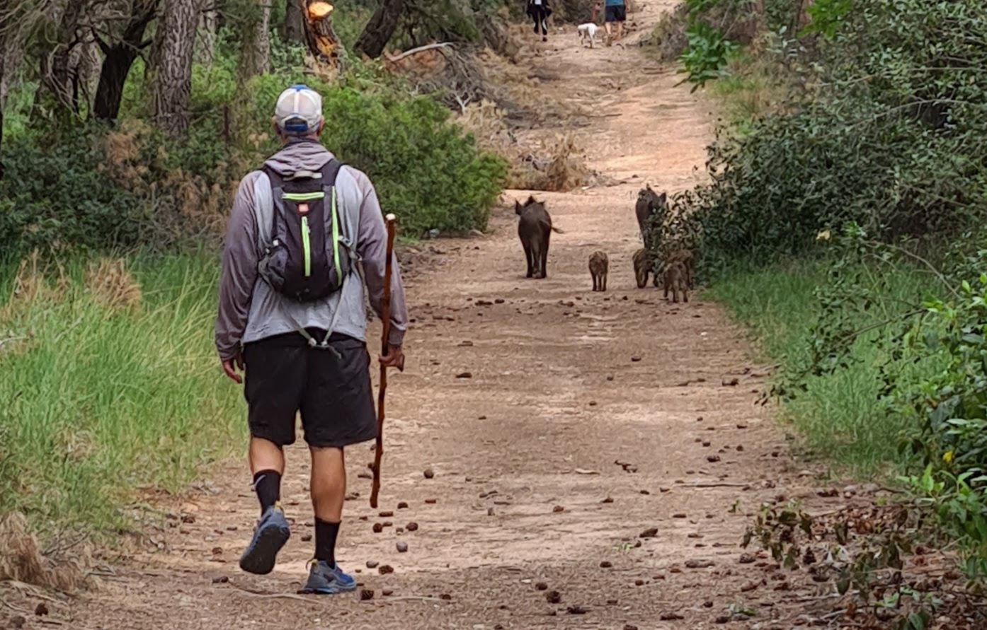 αγριογούρουνα-στην-εκάλη-αλεπούδες-σ-563835298