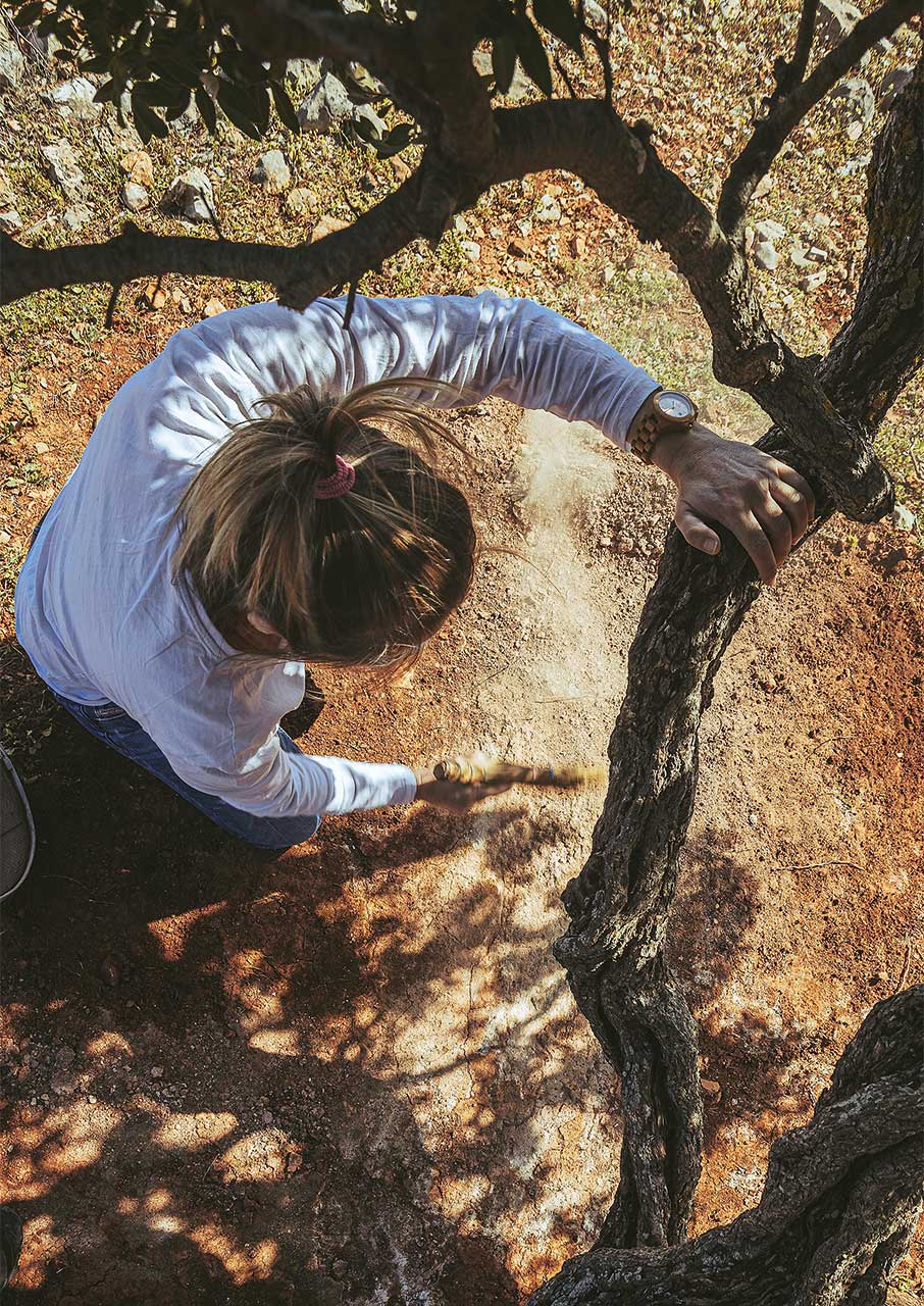 Μαστίχα: Η δύσκολη καλλιέργεια που κρατά ζωντανή τη Χίο-8