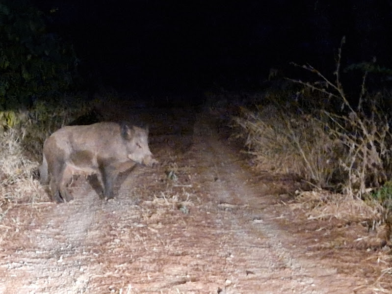 Αγριογούρουνα στην Εκάλη, αλεπούδες στην Ακρόπολη-1