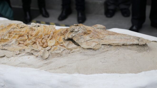 περού-ανακαλύφθηκε-απολίθωμα-δελφιν-563820070