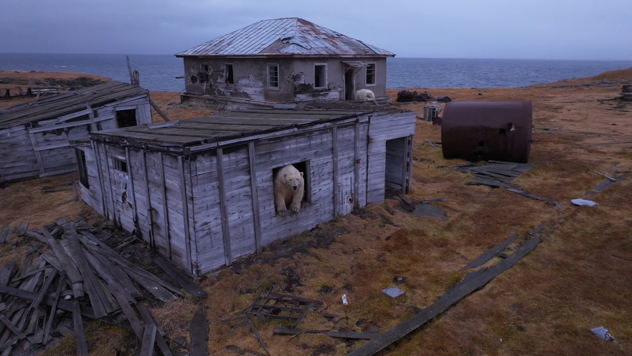 Αρκτικοί καταληψίες: Πολικές αρκούδες «κατέλαβαν» τα ερείπια σοβιετικού ερευνητικού σταθμού-4