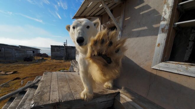 αρκτικοί-καταληψίες-πολικές-αρκούδε-563839213