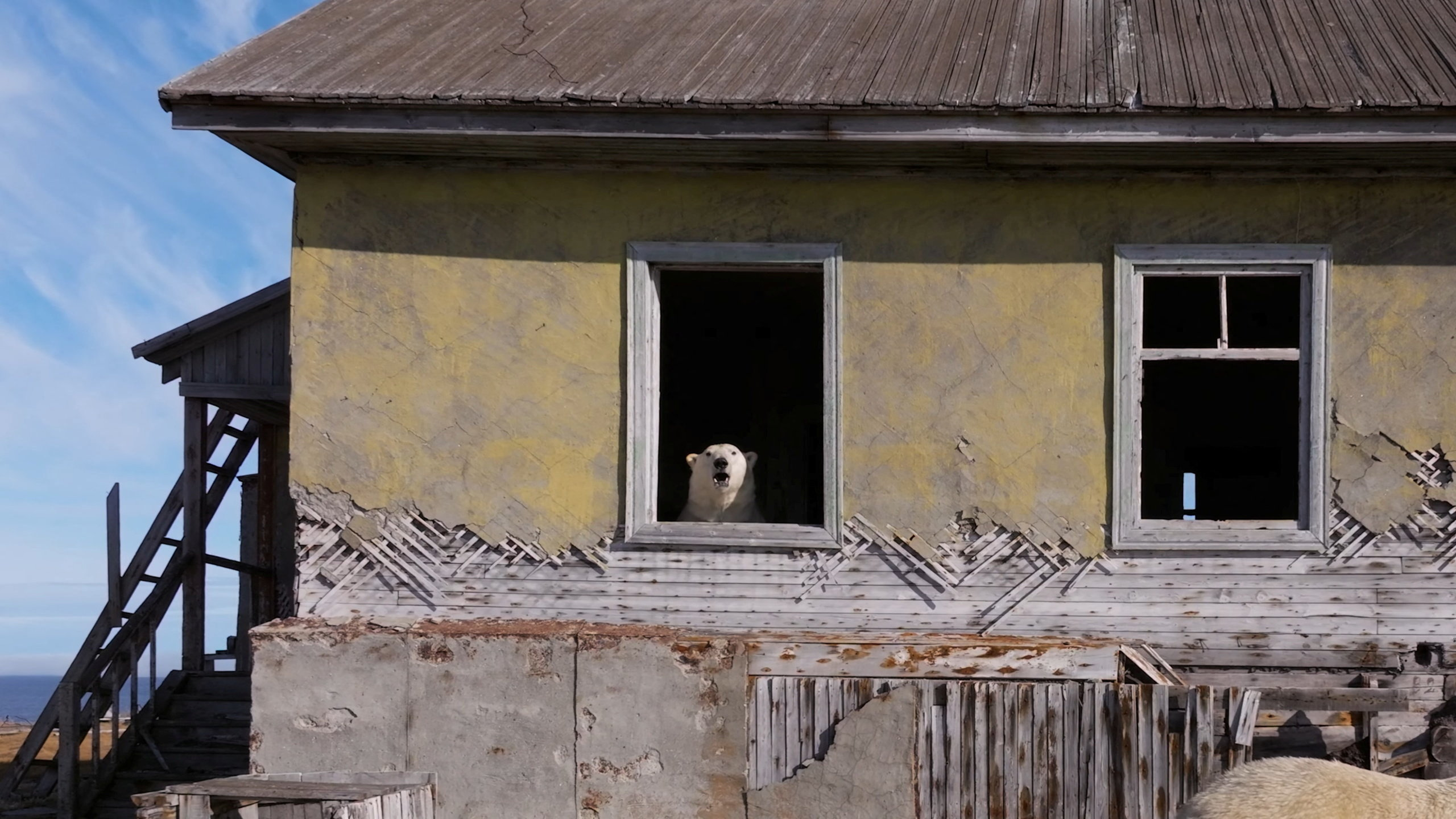 Αρκτικοί καταληψίες: Πολικές αρκούδες «κατέλαβαν» τα ερείπια σοβιετικού ερευνητικού σταθμού-1