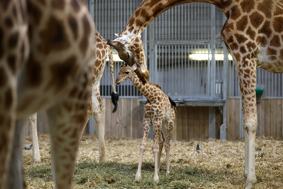 Η νέα οικία-2