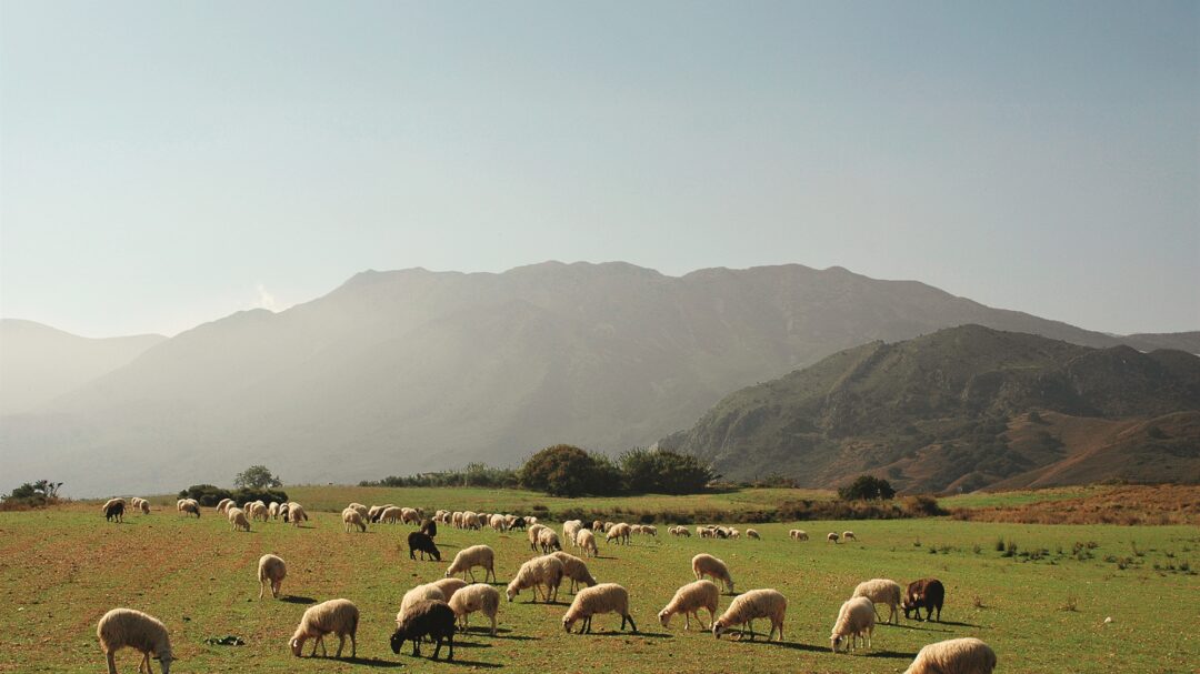 νοίκιαζαν-χωράφια-και-από-νεκρούς-563799568