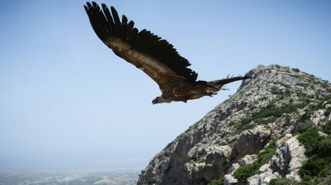 ο-μαυρόγυπας-αναγεννάται-στο-δάσος-563828554