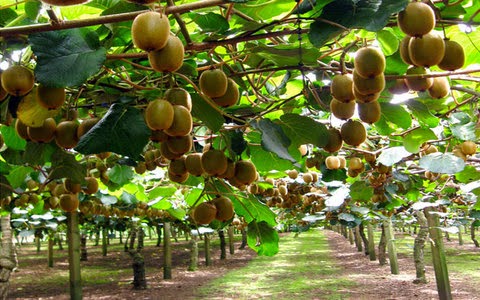 γιατί-τα-ακτινίδια-μπορεί-να-γίνουν-το-563795974