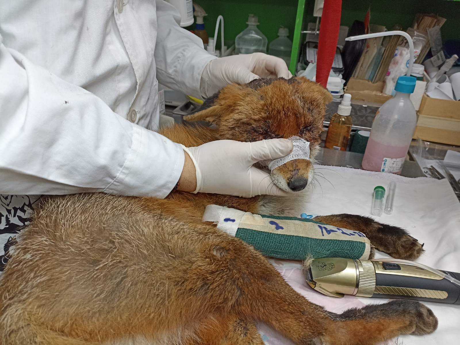 Αγριογούρουνα στην Εκάλη, αλεπούδες στην Ακρόπολη-3