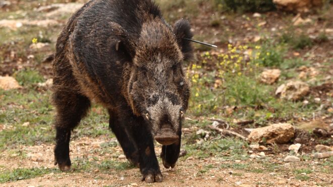 χρυσοχώρι-γορτυνίας-56χρονος-νεκρός-στ-563825257