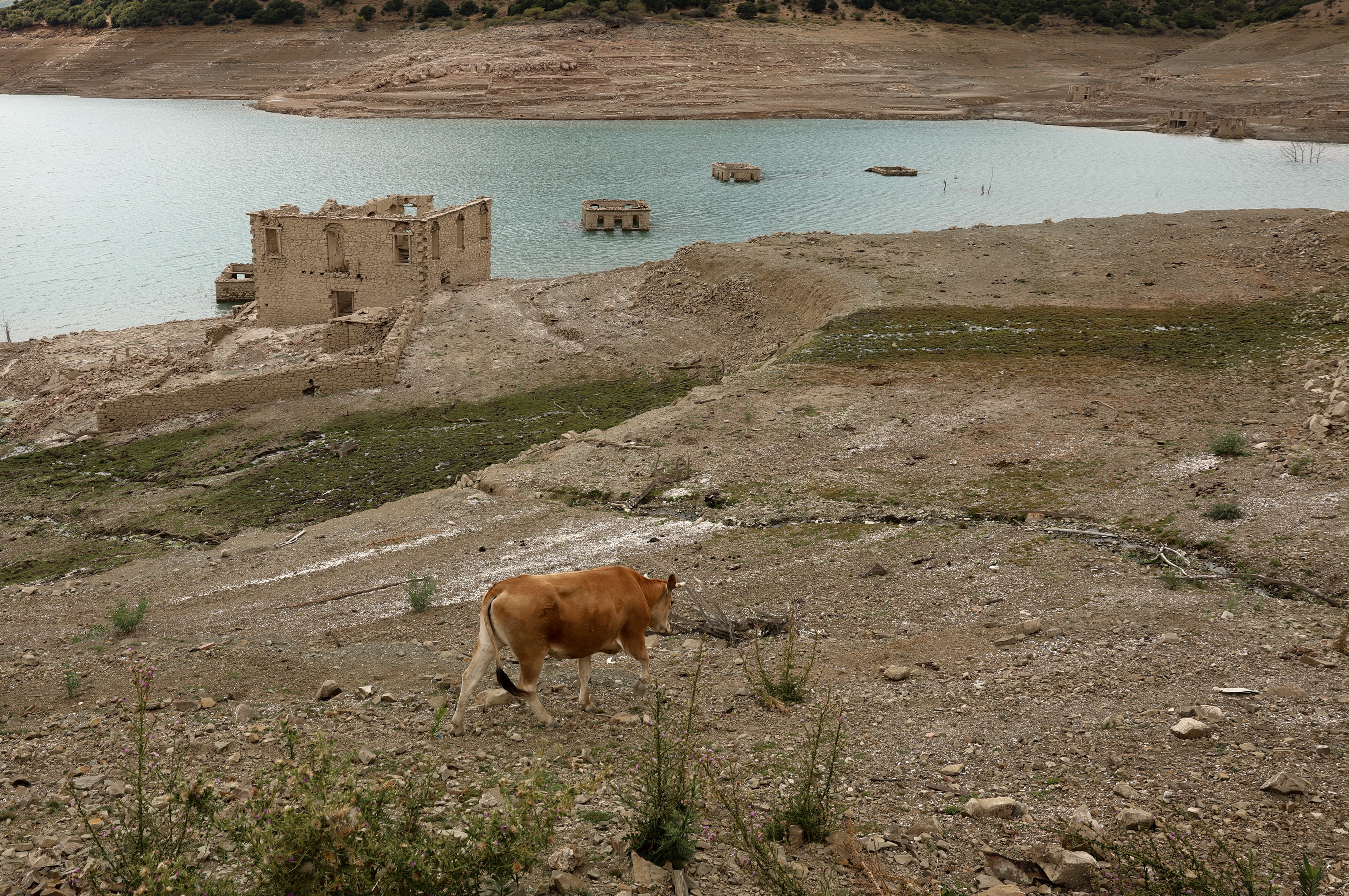Στερεύει ο Μόρνος: Στην επιφάνεια ξανά το βυθισμένο χωριό Κάλλιο λόγω παρατεταμένης ανομβρίας-3