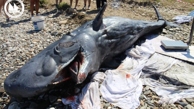 φυσητήρας-τεσσάρων-μέτρων-ξεβράστηκ-563796343