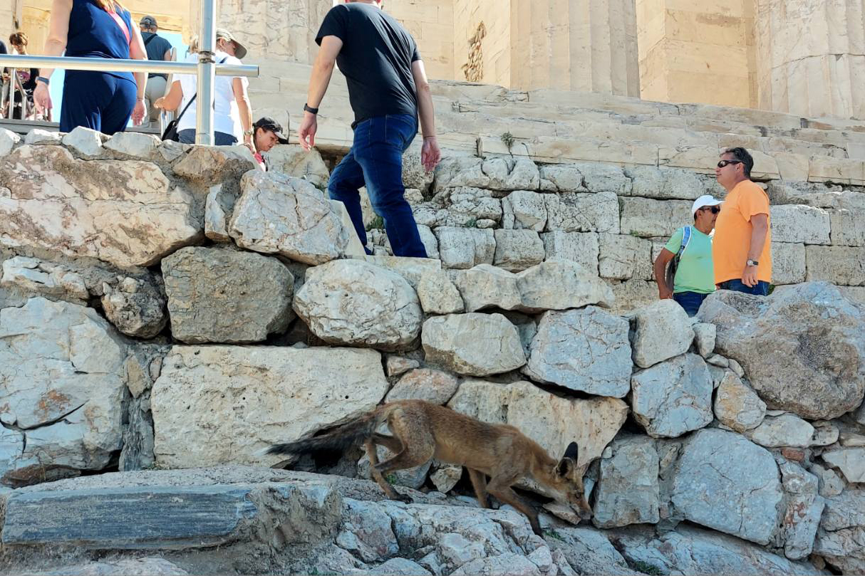 Αγριογούρουνα στην Εκάλη, αλεπούδες στην Ακρόπολη-2