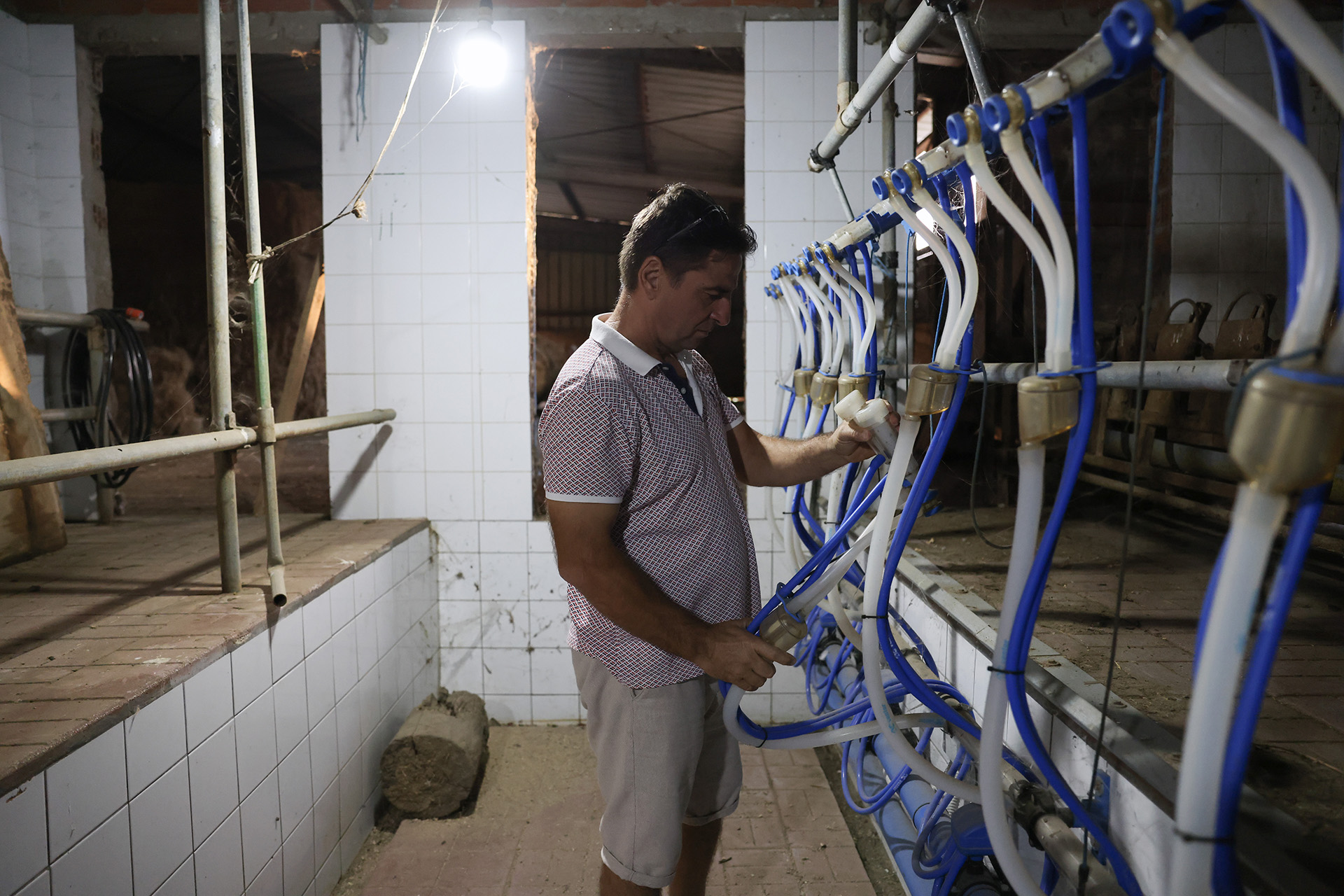 Ευλογιά των προβάτων: Ιχνηλατώντας το πρώτο κρούσμα-1