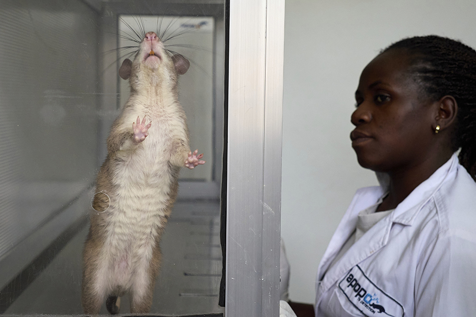 Σουρεαλισμός-3