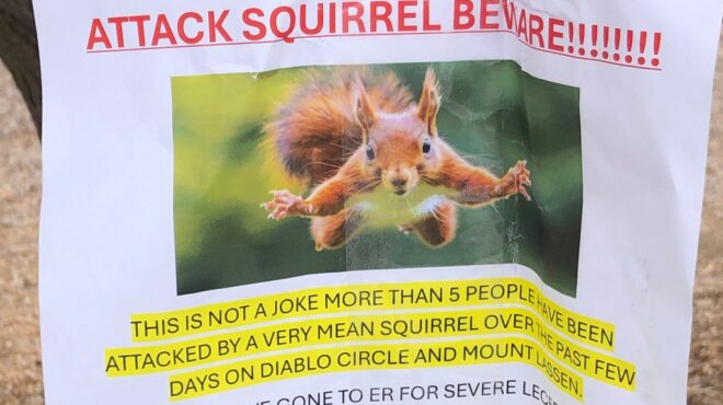 σαν-φρανσίσκο-μοχθηρός-σκίουρος-έσ-563832514