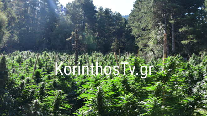 ξυλόκαστρο-εντοπίστηκε-ορφανή-φυτ-563795683