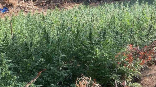 μεσολόγγι-εντοπίστηκε-μεγάλη-φυτεία-563795977