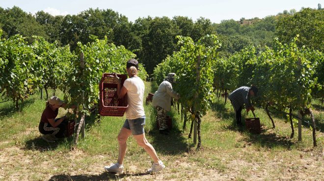 τρύγος-και-μουσική-στη-γουμένισσα-σ-563822131