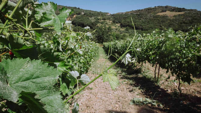 τρία-οινοποιεία-και-ένα-αποσταγματοπ-563802142