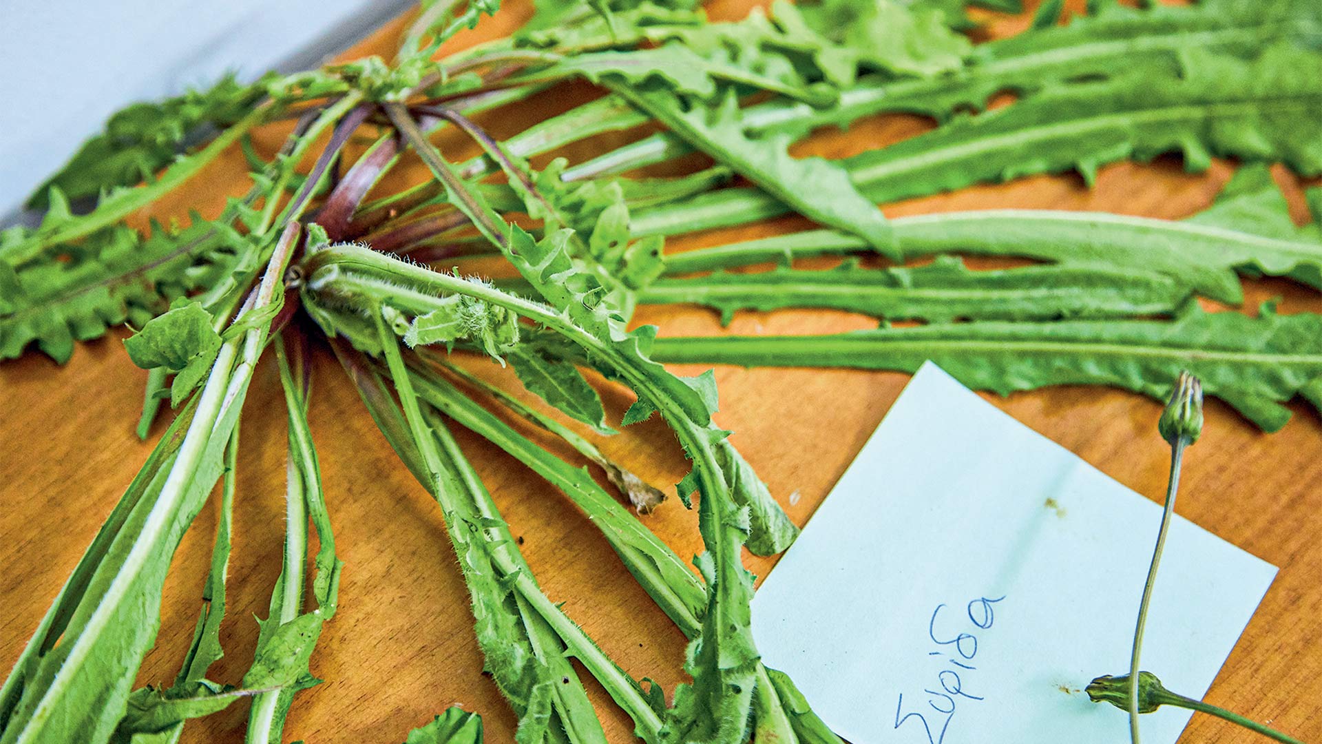 Στα χωράφια της Κρήτης για άγρια χόρτα-4