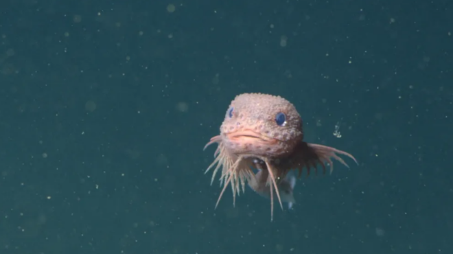 ροζέ-με-μουστάκια-και-τραχύ-δέρμα-ανακ-563817766