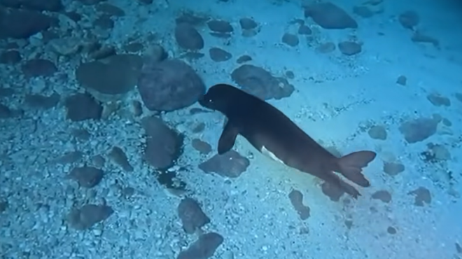 ιδιαίτερα-γεννητούρια-στην-κάρπαθ-563830966