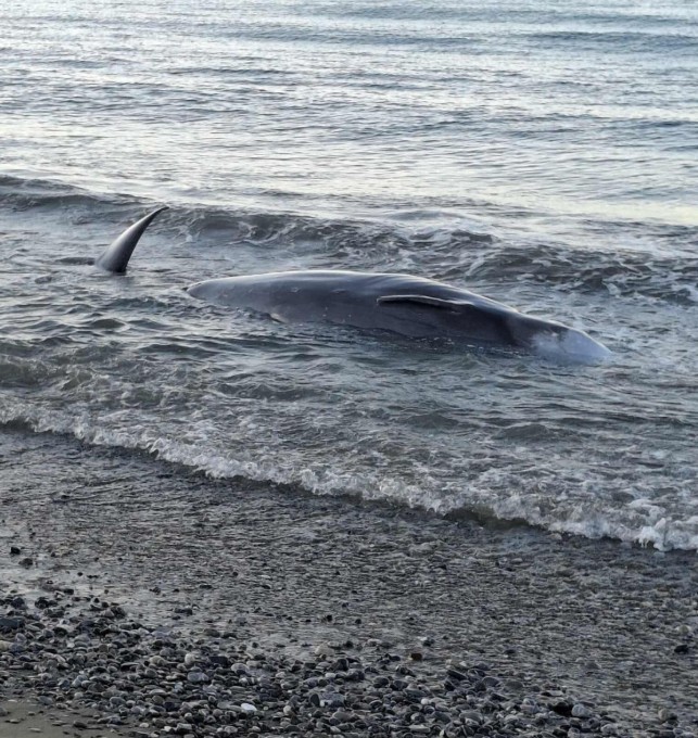 Κρήτη: Ανησυχία για τις τρεις νεκρές φάλαινες που ξεβράστηκαν μέσα σε 24 ώρες-1