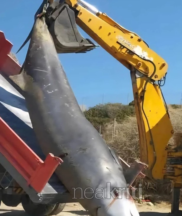 Κρήτη: Ανησυχία για τις τρεις νεκρές φάλαινες που ξεβράστηκαν μέσα σε 24 ώρες-2