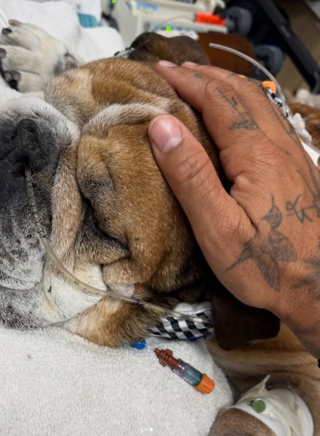 Ο Χάμιλτον αποχώρησε από τις δοκιμές ελαστικών για να είναι δίπλα στον άρρωστο σκύλο του-2