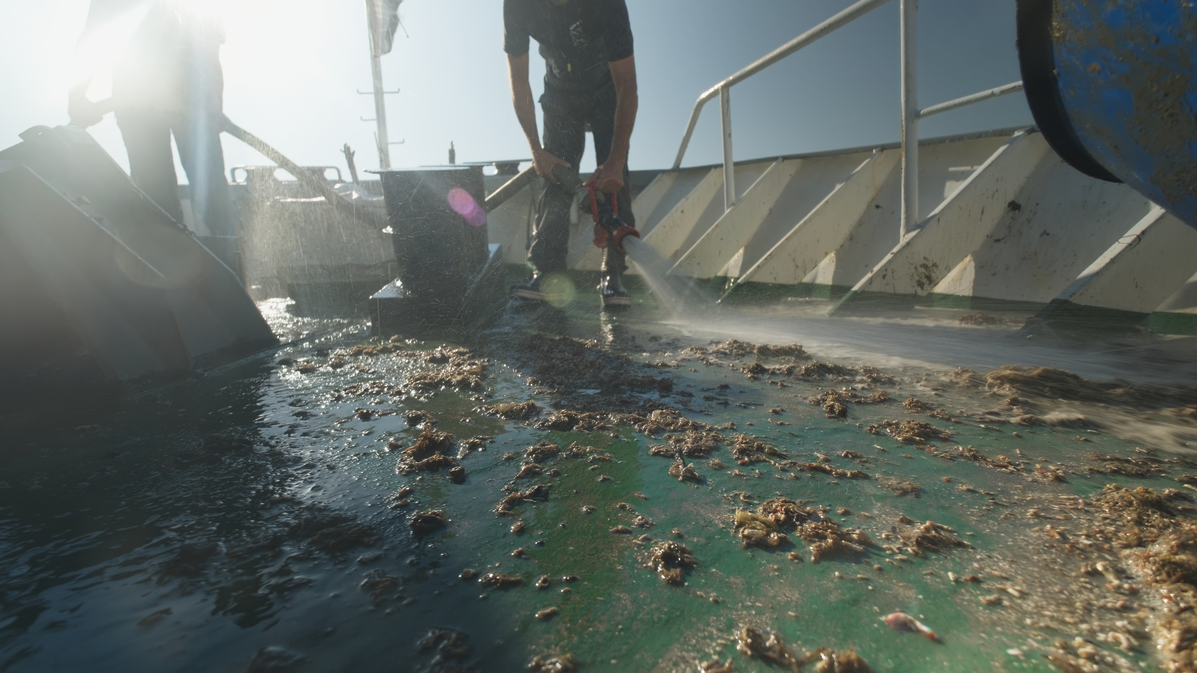 H μάχη για τα ελληνικά χταπόδια-6