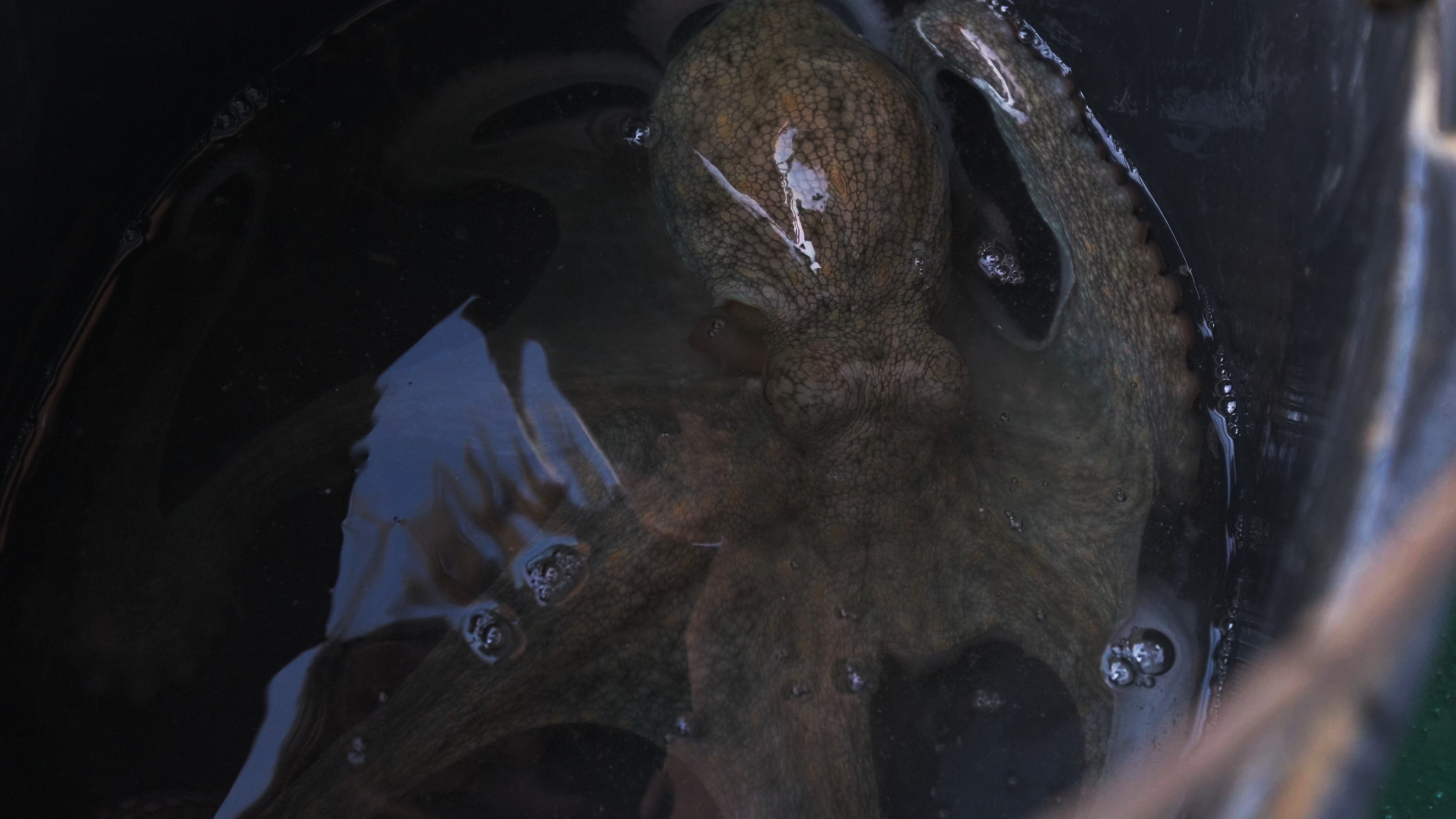 H μάχη για τα ελληνικά χταπόδια-3