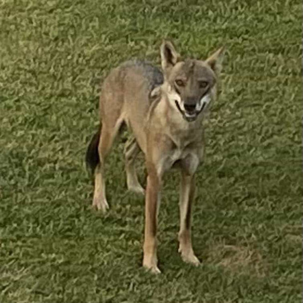 η-επιχείρηση-για-την-απομάκρυνση-του-λ-563820820